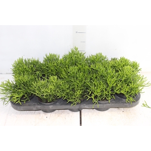 RHIPSALIS P11