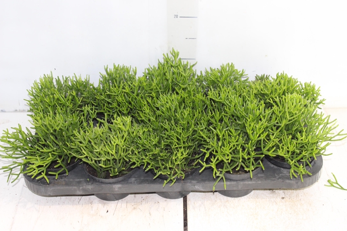 <h4>RHIPSALIS P11</h4>
