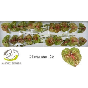 Anthurium Pistache