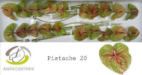 <h4>Anthurium Pistache</h4>