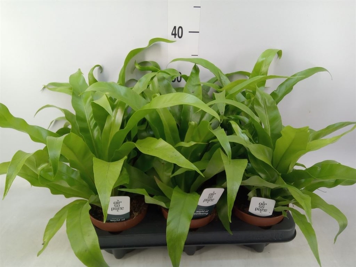<h4>Asplenium antiquum</h4>