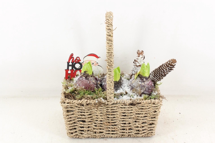 <h4>arr4 Hyacint JS - Hengselmand rechth.</h4>