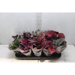 BEGONIA BELEAF P11 PO