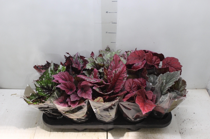 <h4>BEGONIA BELEAF P11 PO</h4>