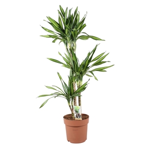 Dracaena frag. 'Riki'