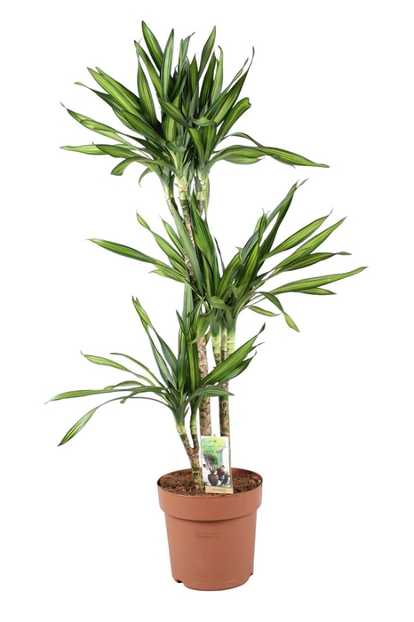 <h4>Dracaena frag. 'Riki'</h4>