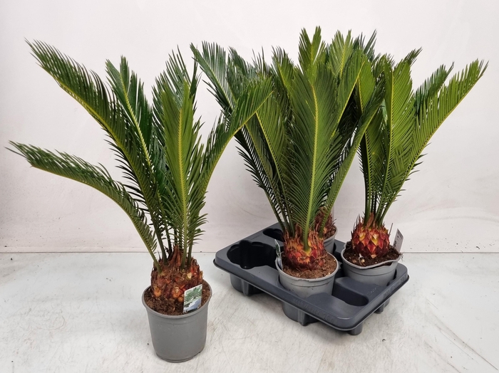 <h4>CYCAS REVOLUTA</h4>