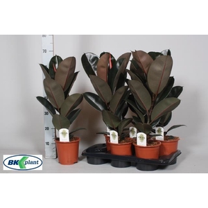 Ficus Abidjan 17Ø 65cm 1pp