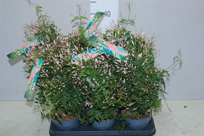 <h4>Jasminum Boog 300+</h4>