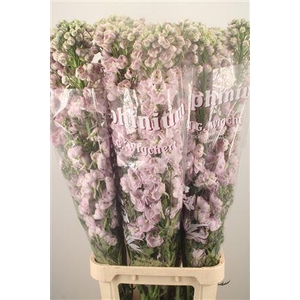 Delph El Dewi Pink Spijker