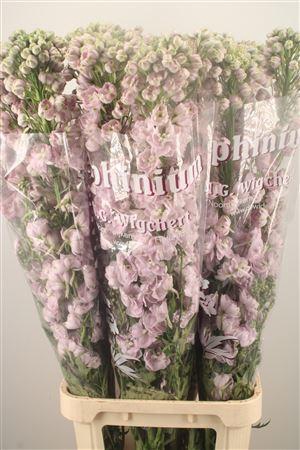 <h4>Delph El Dewi Pink Spijker</h4>