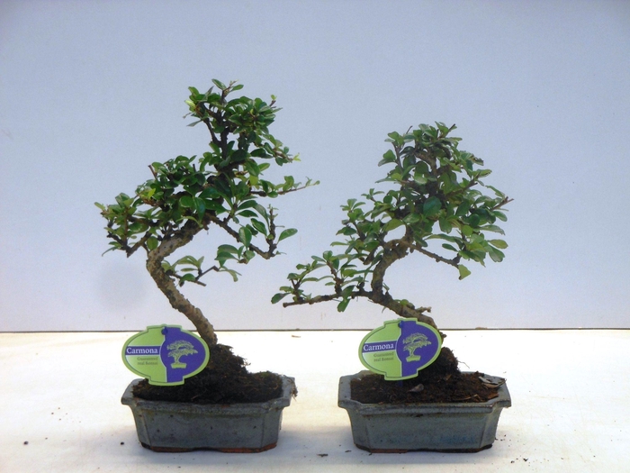 <h4>Carmona macrophylla, 15cm., shape, without drip tray</h4>