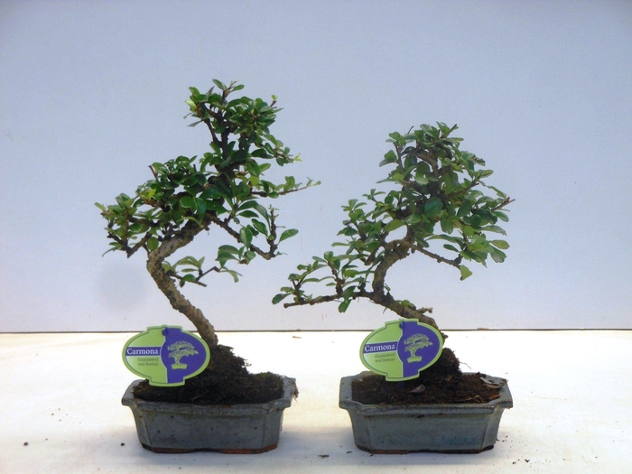 <h4>Carmona macrophylla, 15cm., shape, without drip tray</h4>