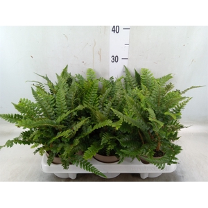 Polystichum tsus-simense