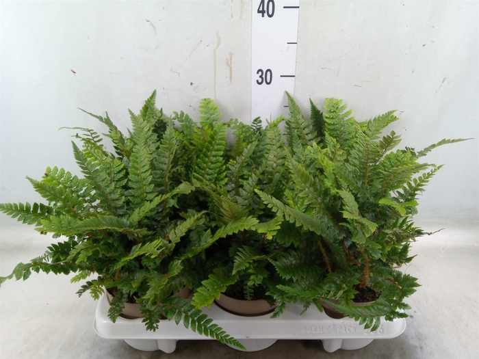 <h4>Polystichum tsus-simense</h4>