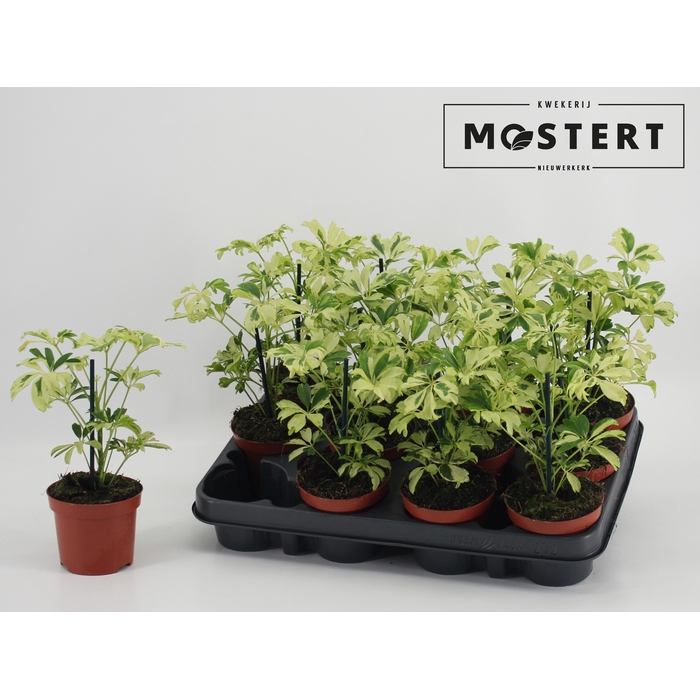 <h4>SCHEF AR JANINE</h4>