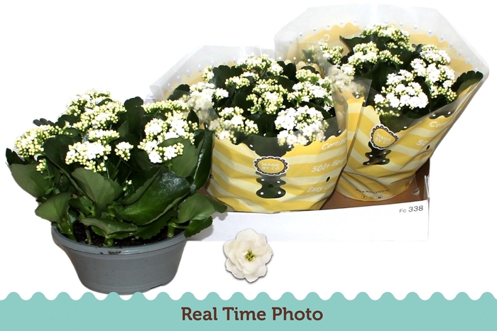 <h4>KAL B GE C MENZEL</h4>