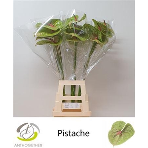 Anth A Pistache