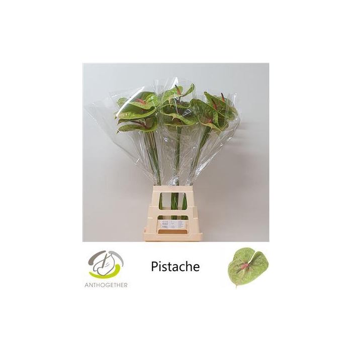 <h4>Anth A Pistache</h4>