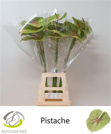 <h4>Anth A Pistache</h4>