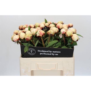 Paeonia dr f g brethour