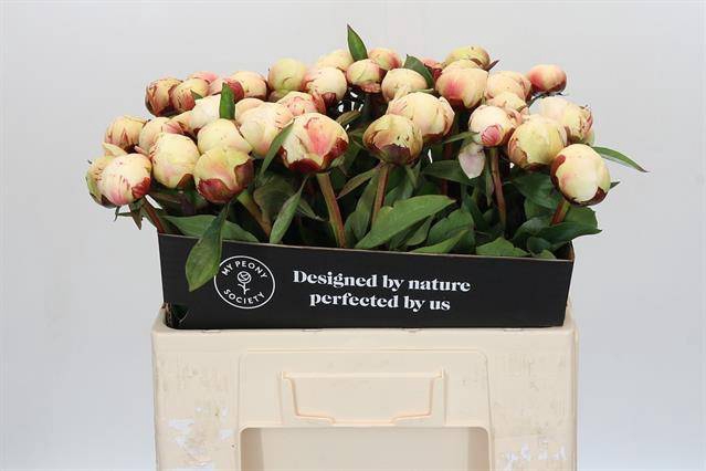 <h4>Paeonia dr f g brethour</h4>