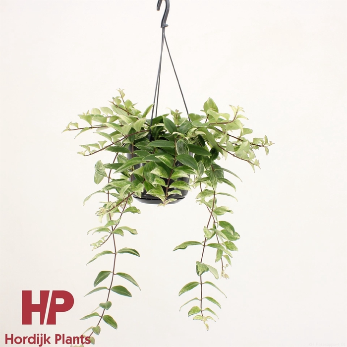 <h4>Aeschynanthus lobb. 'Variegatus'</h4>
