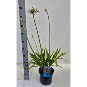 Agapanthus africanus