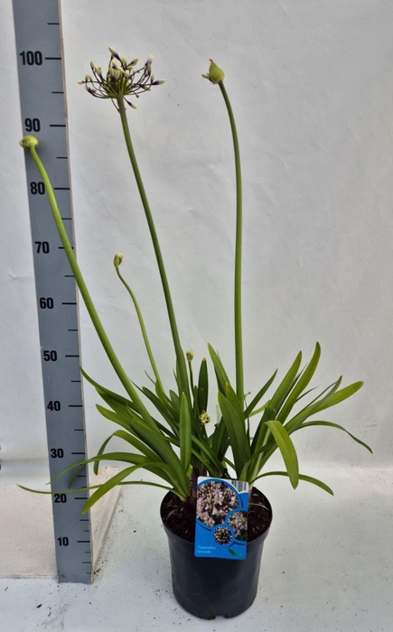 <h4>Agapanthus africanus</h4>