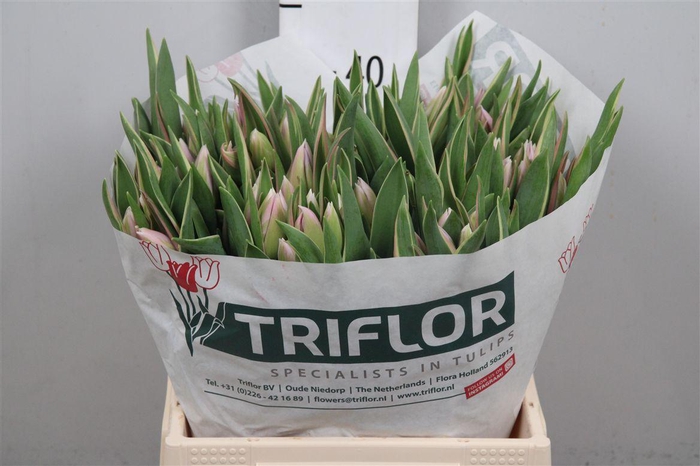 <h4>Tu En Summer Breeze</h4>