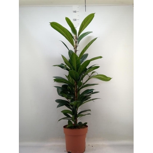 Ficus cyathistipula