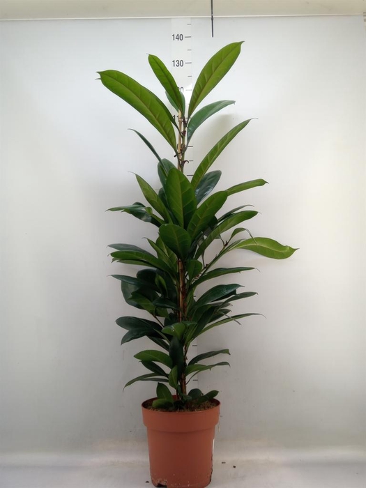 <h4>Ficus cyathistipula</h4>