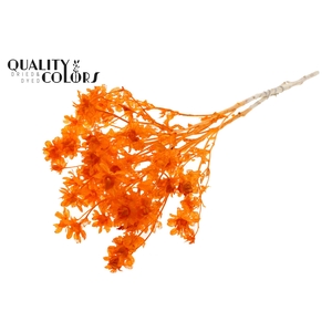 Carthamus per bunch Intense Orange