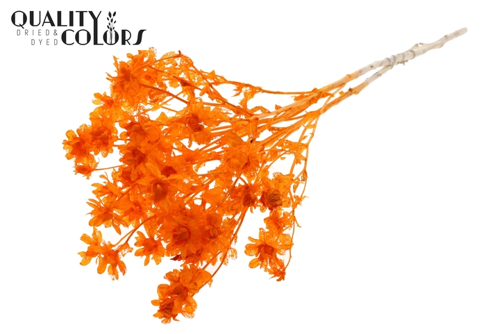 <h4>Carthamus per bunch Intense Orange</h4>