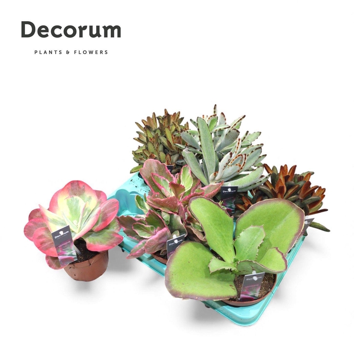<h4>Kalanchoe Mix (Decorum)</h4>