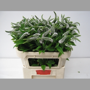 LYSIM CLETHROIDES