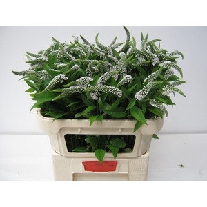 LYSIM CLETHROIDES