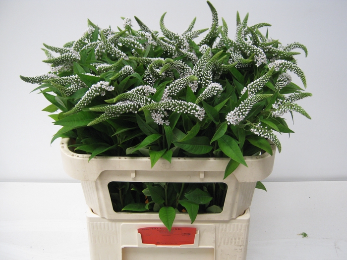 <h4>LYSIM CLETHROIDES</h4>