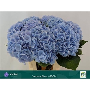Hydr M Ch Verena Bl