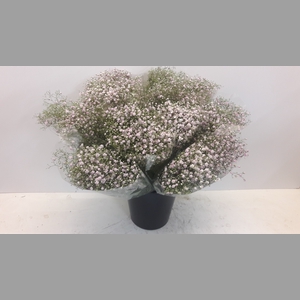 Mono Gyps rose x5