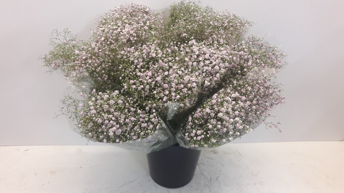 <h4>Mono Gyps rose x5</h4>