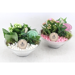 Arr2 Pl - Glas Ribbel Schaal X3 - Roze/wit