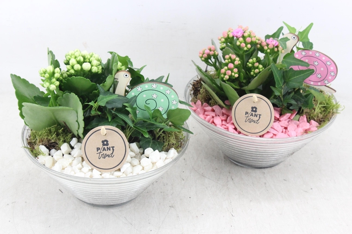 Arr2 Pl - Glas Ribbel Schaal X3 - Roze/wit