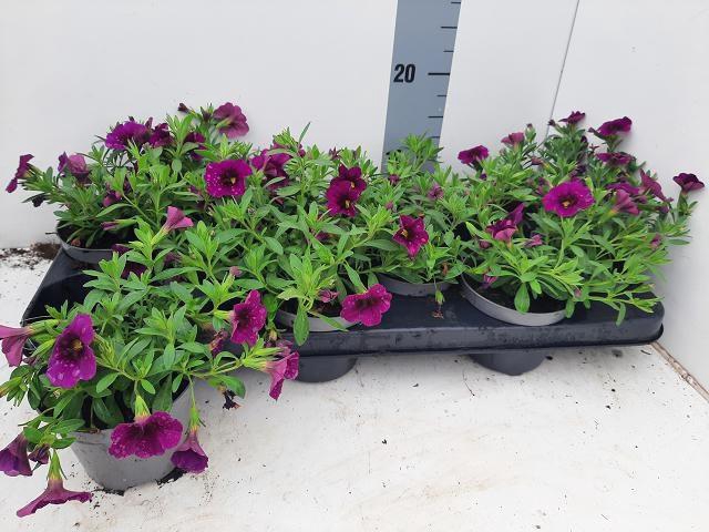 <h4>CALIB MINIF BLUE</h4>