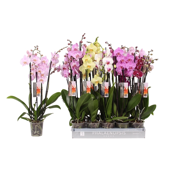 <h4>Phalaenopsis 5 color mix, 4-spike 25+</h4>