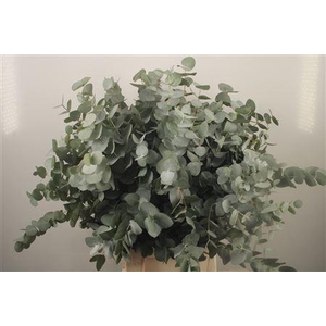 Euc Cinerea Per Bunch Za Short Spray