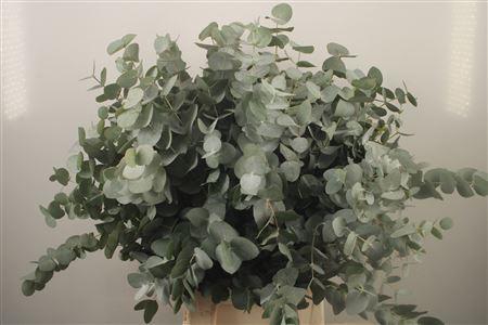 <h4>Euc Cinerea Per Bunch Za Short Spray</h4>
