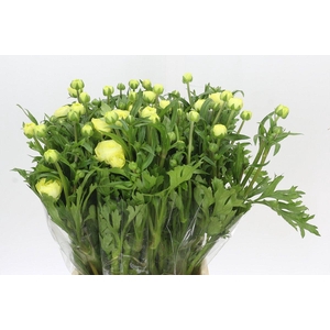Ranunculus Moderna Limoncello