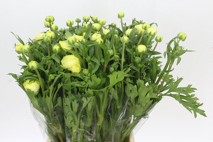 Ranunculus Natura Moderna Limoncello