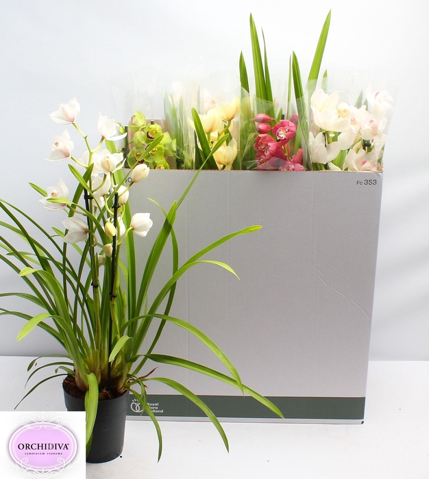 <h4>CYMB GEMENGD</h4>